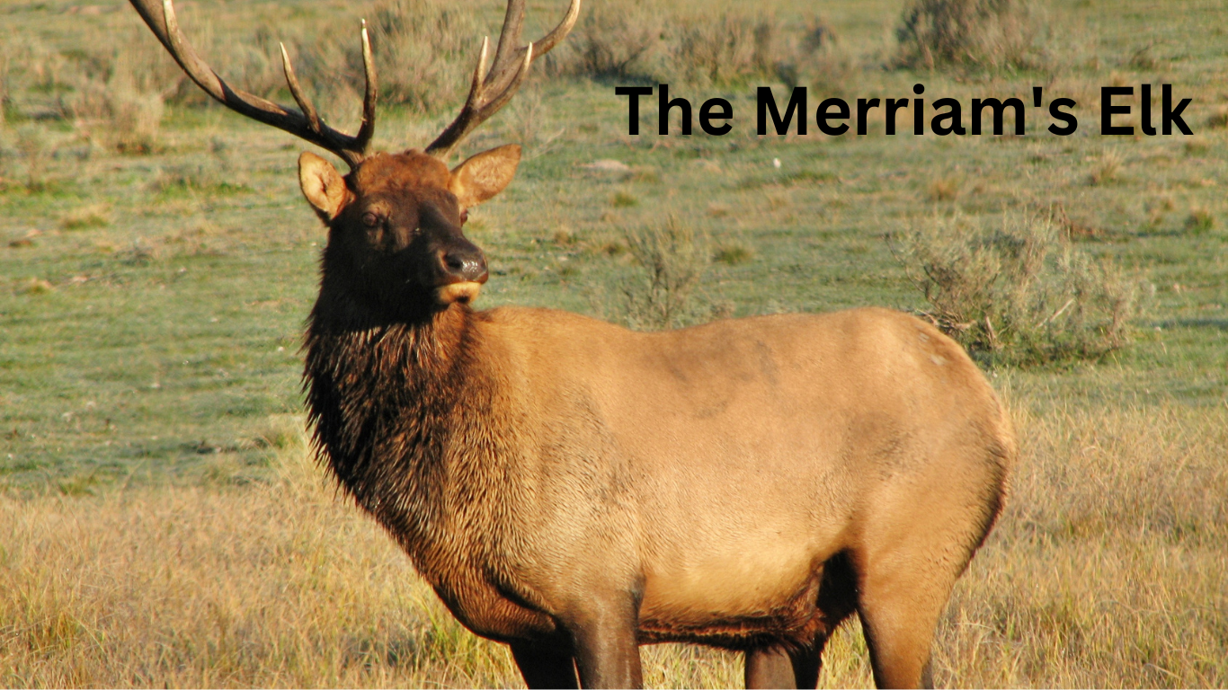 The Merriam's Elk