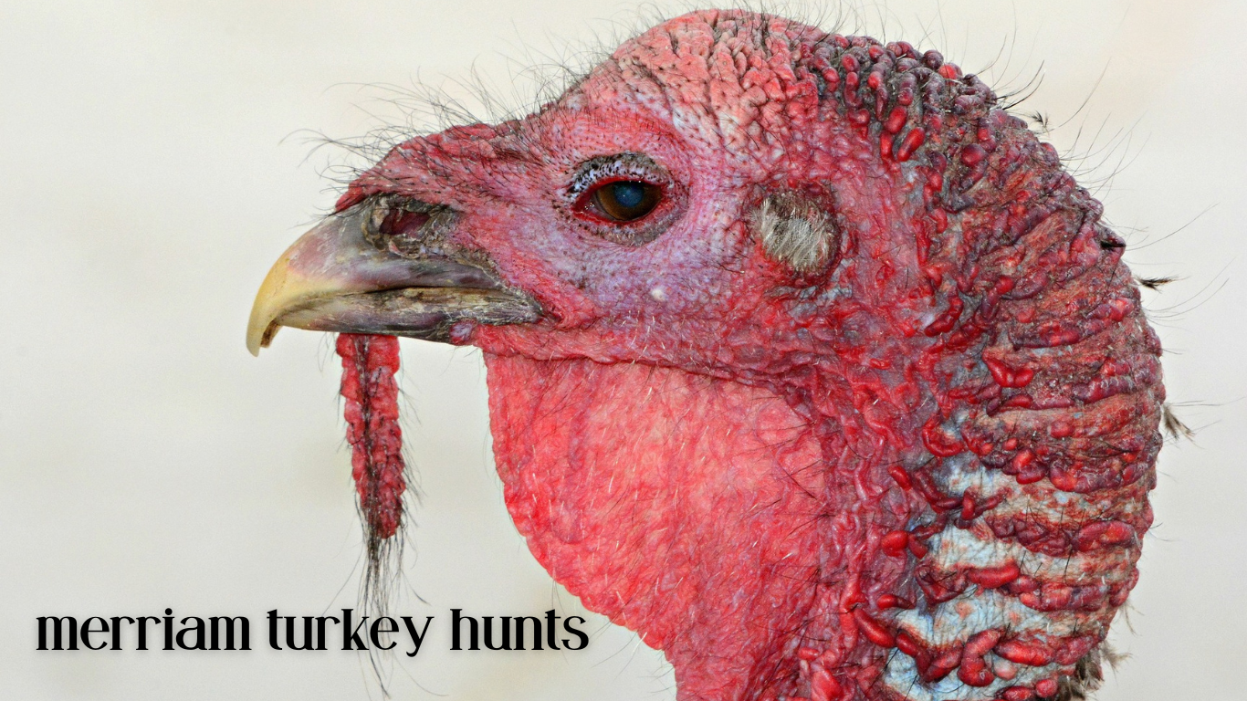 merriam turkey hunts