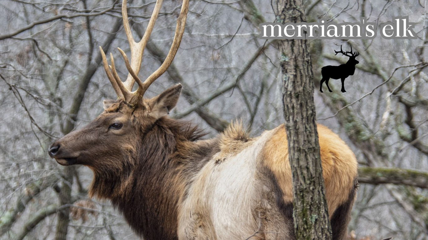 merriam's elk