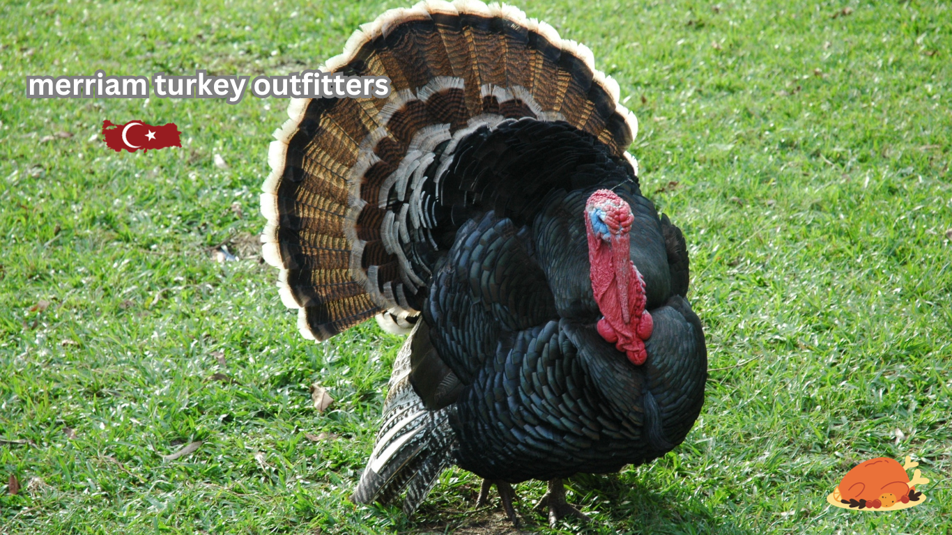 merriam turkey outfitters